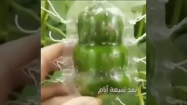 Выращивание кошерных огурцов смотреть онлайн