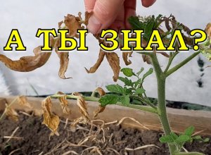 Подмерзли ПОМИДОРЫ: что делать, чтобы оживить??????