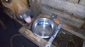 Как и чем мы кормим своих собак.