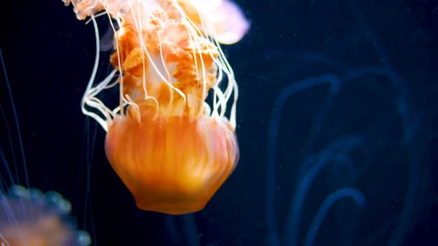 Aquarium 4K VIDEO (ULTRA HD) 🐠 Beautiful Coral Reef Fish - Sleeping Peaceful Music 4K UHD смотреть онлайн