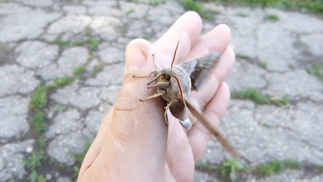 Бражник тополёвый в моих руках :) смотреть онлайн