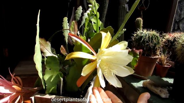 My Epiphyllum hybrid 'Orchid Cactus' chi chi Castenego in MAGNIFICENT HUGE white BLOOM смотреть онлайн