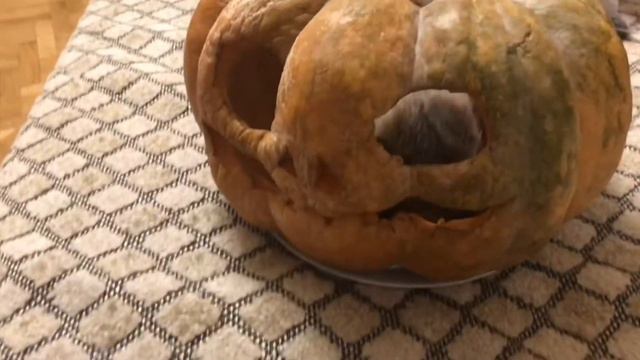 СУРИКАТ В ТЫКВЕ| ХЕЛЛУИН ДЛЯ СУРИКАТА