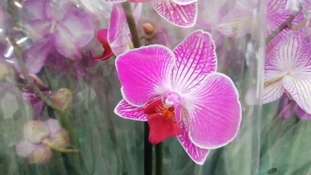 Прекрасные орхидеи в Бауцентре г. Омск. смотреть онлайн