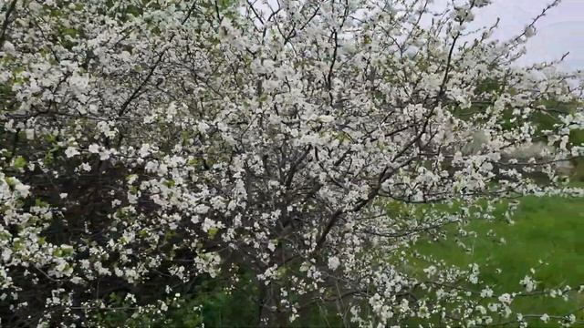 Деревня. Первый выход на природу. 29.04.23 Цветёт тёрень. #деревня смотреть онлайн
