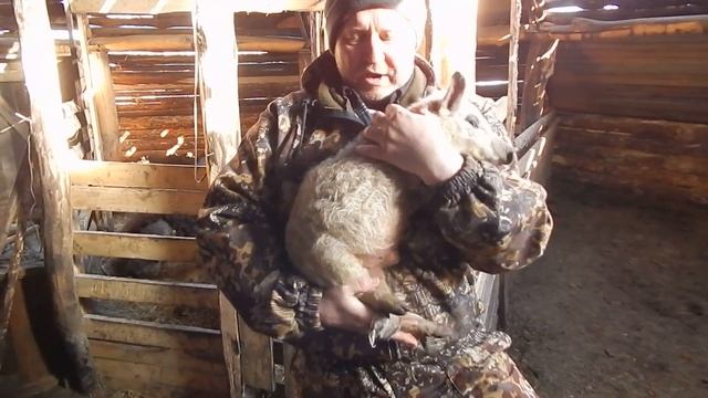 КВАЗИМОДО. Поросенок-горбун. БИО-ФЕРМА МАНГАЛИЦА смотреть онлайн