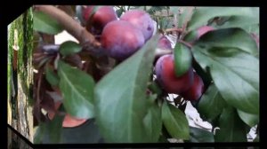 Слива диплоидная (гибридная алыча) Лама: описание сорта