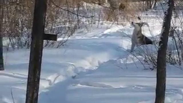 облаевание птиц!