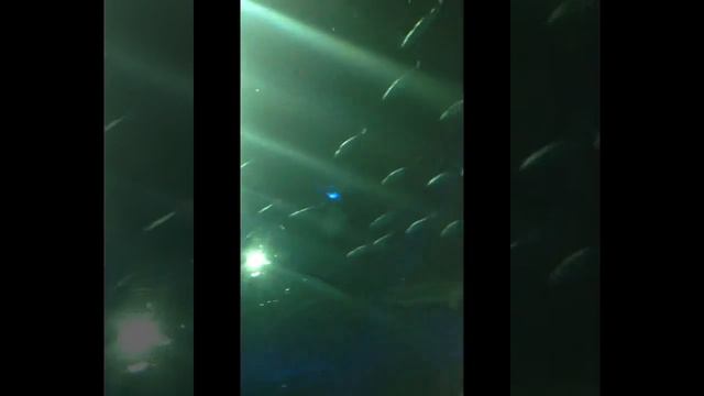 Путешевствие в Honk Kong 32 смотреть онлайн