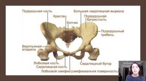 Скелет человека