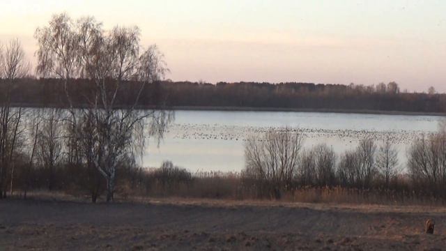 01.04.2020 г. планерка закончилась , гусь полетел на поля . смотреть онлайн