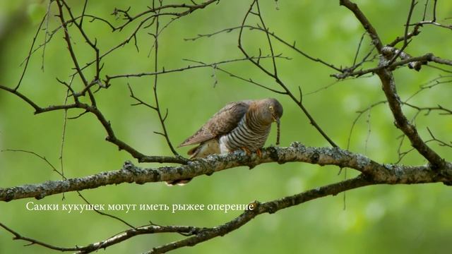 Что ест кукушка?  | Ку-ку #3