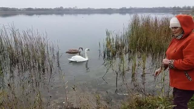 Грибные кулинарные наслаждения