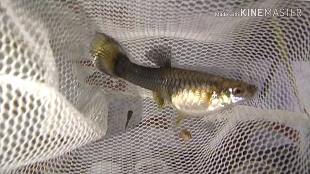 Як народжуються рибки Гуппі смотреть онлайн