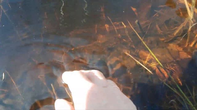 Лед на пруду тает, утка снесла яйцо смотреть онлайн