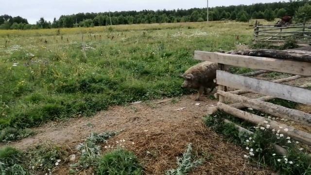 100% способ узнать когда свинья будет пороситься если не известно когда она крылась смотреть онлайн
