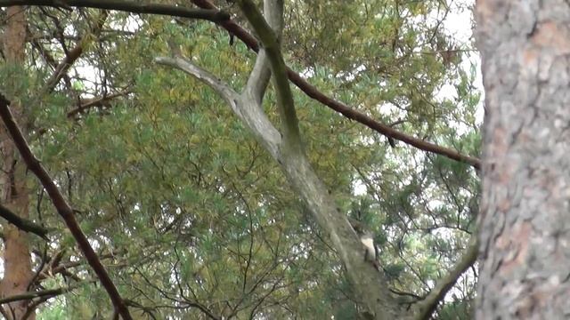 Дятел. пёстрый или белоспинный . смотреть онлайн