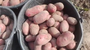 ОБЗОР СОРТОВ /// Копаем картошку (БЕЛАРУСЬ)