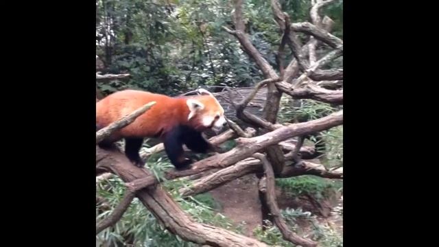 Красная Панда в Зоопарке Бронкса / Red panda in Bronx ZOO смотреть онлайн