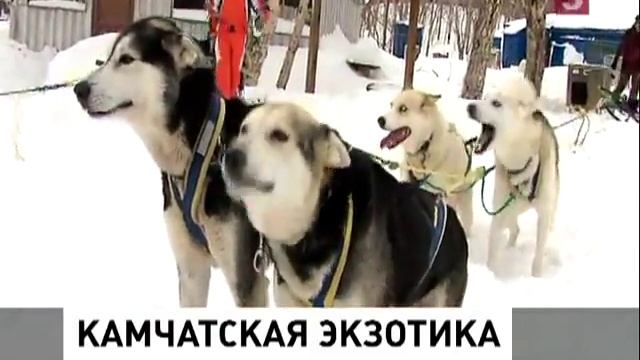 туризм на Камчатке 5тв смотреть онлайн