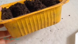 Экспериментирую посев шиповника на рассаду.