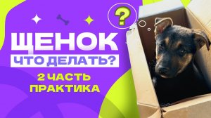 ЧТО ДЕЛАТЬ С ЩЕНКОМ, часть 2. Команды для щенка, первые упражнения. Кличка, подзыв, игра и трюки