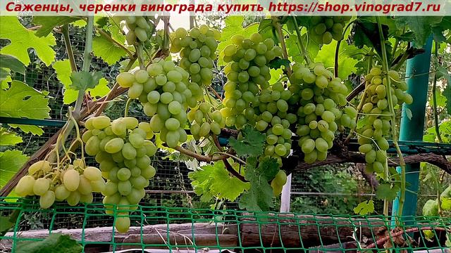 Парад сортов 27.07.24 года виноград МОНБЛАН, раннего срока созревания смотреть онлайн