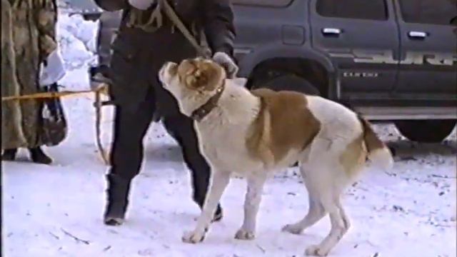 Выставка среднеазиатских овчарок, 1999 г. смотреть онлайн
