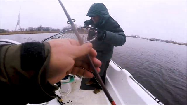 Судак в подарок. Ловля судака.  #GarminGPSMAP1223xsv  #Liveview360 #panoptixlivescope