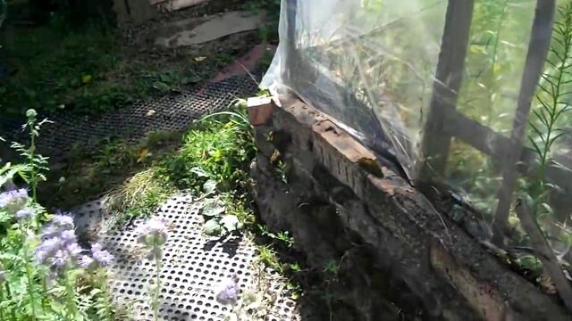 цветущая фацелия подготовила грядку для посадки смотреть онлайн