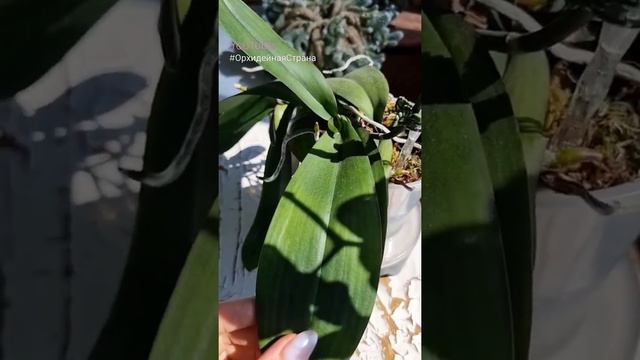 P. Sweet Yupi JPM1 от NCK орхидея Свит Юпи большие цветы, водопадное цветение #shorts #orchids #nck смотреть онлайн