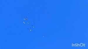 голуби самары. гоняю всех подряд.