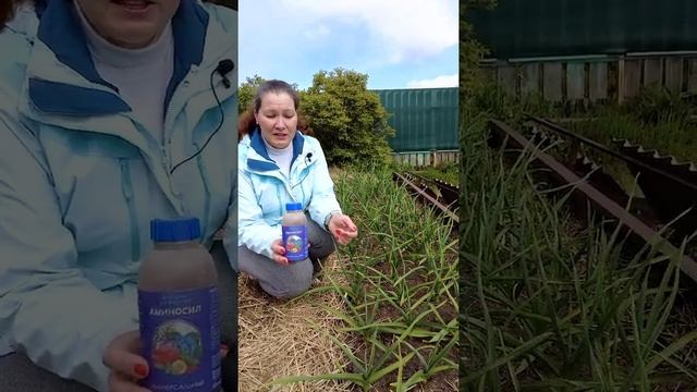 ПОЧЕМУ ЖЕЛТЕЕТ ЧЕСНОК НА ГРЯДКАХ? смотреть онлайн