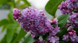 Сирень - С. Рахманинов - S.Rachmaninov - Lilac