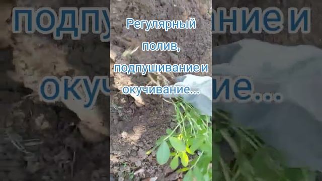 Выращивание арахиса в открытом грунте в своем огороде. Будем ли сажать еще? смотреть онлайн