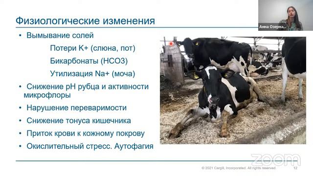Молочное животноводство Уральского федерального округа: ситуация, прогнозы, подготовка к сезону смотреть онлайн
