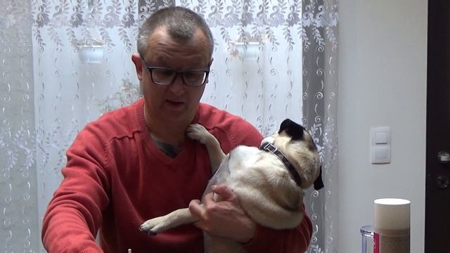 Уход за МОПСОМ. Чистим УШИ, ГЛАЗА, СКЛАДКУ. смотреть онлайн
