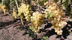 Обзор ранних и ультраранних сортов винограда ,часть № 3.