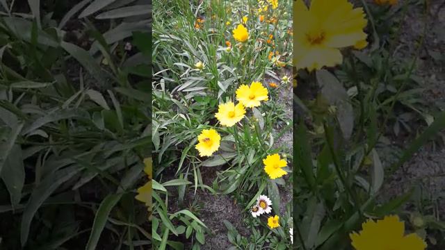 Жёлтая ромашка качает пчелу. смотреть онлайн
