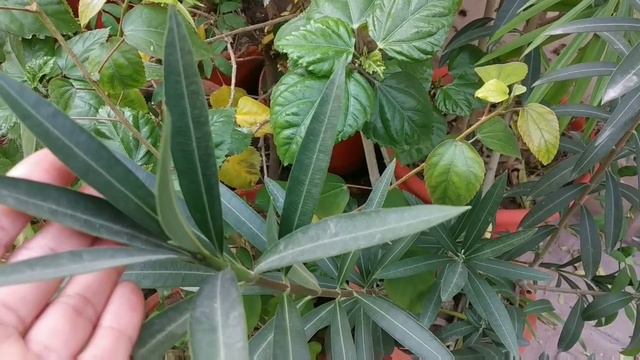 गर्मियों में लगाएं👉 ये सुंदर फूलों का पौधा / Oleander Flowering Plants #gardening