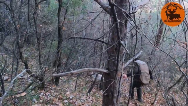CHASSE À LA BÉCASSE - PLUSIEURS BÉCASSES - SETTER ANGLAIS смотреть онлайн