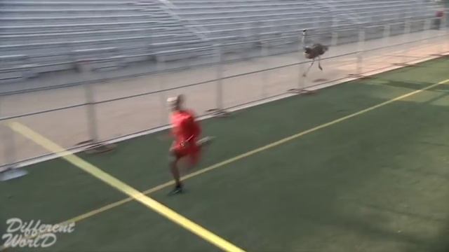 Страус. Интересное видео о животных №1 смотреть онлайн