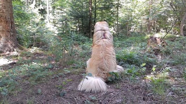 Кавказская овчарка. Ака Мела. Прогулка в горах смотреть онлайн