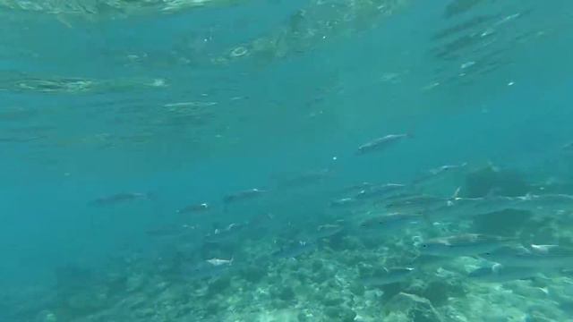 Maldives snorkeling 2. Снорклинг на мальдивах. смотреть онлайн
