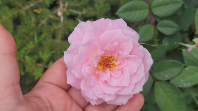 Чайные беседы в августе. Удачи и победы, горькие поражения и выводы. Что делать в следующем году? смотреть онлайн