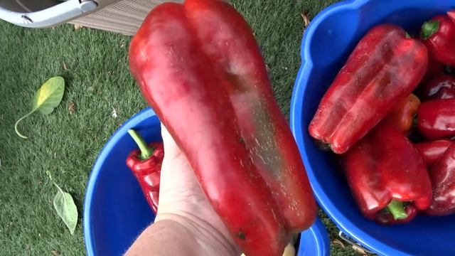 Сладкий перец Zlata и немного об урожае. смотреть онлайн