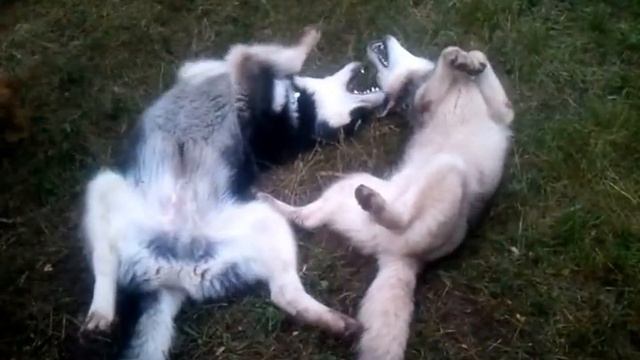 Маламут и Хаски воют