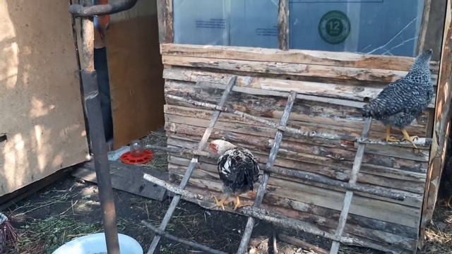 Все на шест! смотреть онлайн