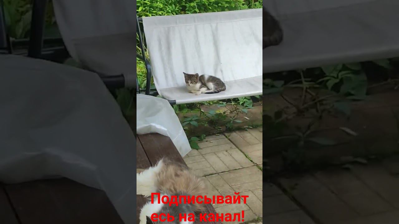 Котëнок на качелях, а Барсик на лавочке!!! смотреть онлайн