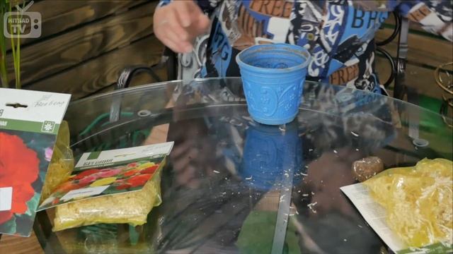 Бегония клубневая ? как вырастить ✅ Советы от эксперта Hitsadtv